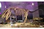 <a target=*_blank* href=*http://www.luomus.fi/fi/nayttelyt*>Museossa tapaa myös giganotosaurus dinosauruksen luuston</a>